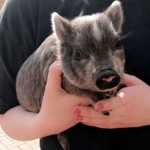 Meet your Posher, Laquan